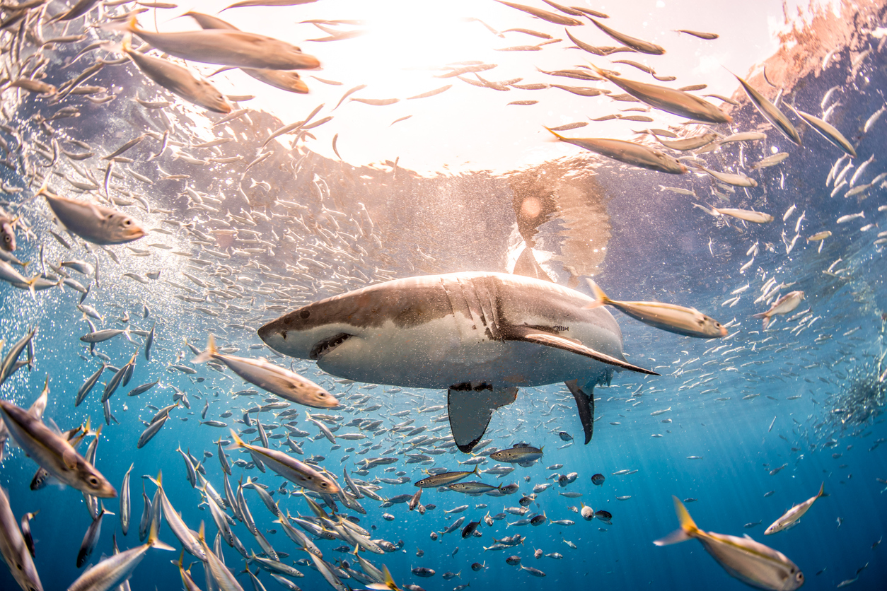 North Carolina Aquarium Society hosting trivia to support shark  conservation - WWAYTV3
